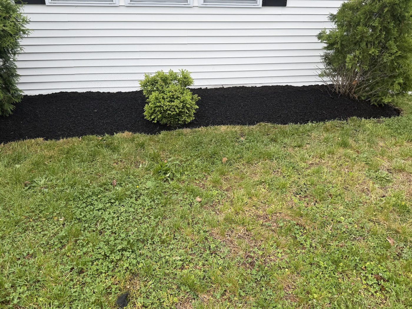 Fresh black mulch bed with trimmed shrubs along white siding